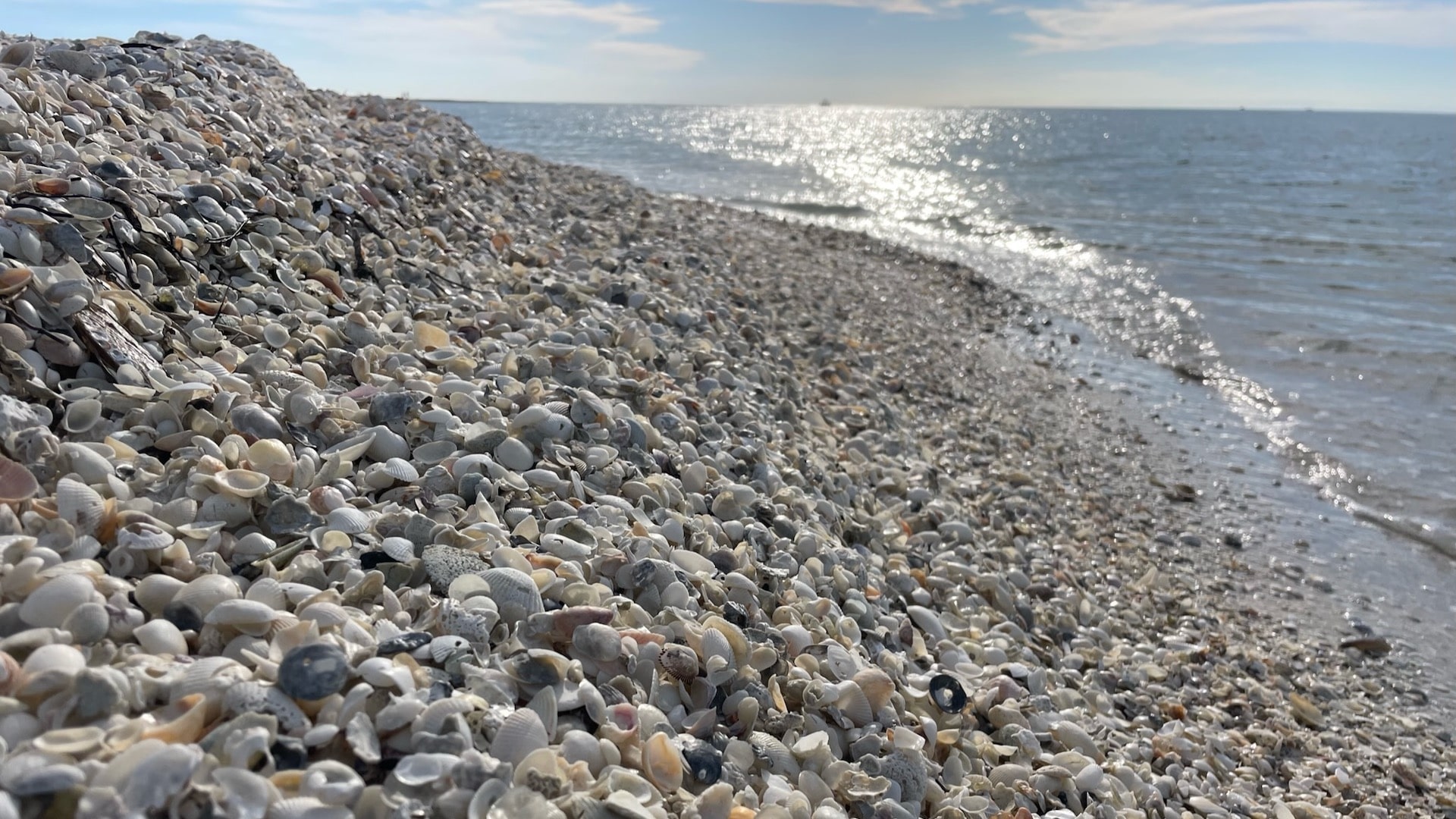 A spread of Marco Island shells from one tour