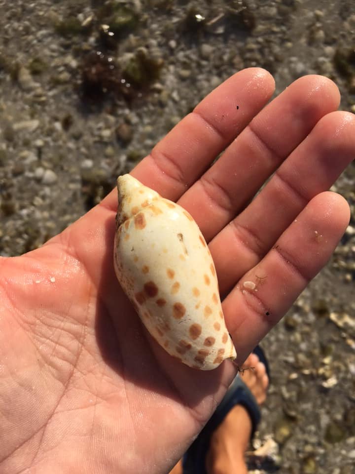 A guest cradling a Junonia shell