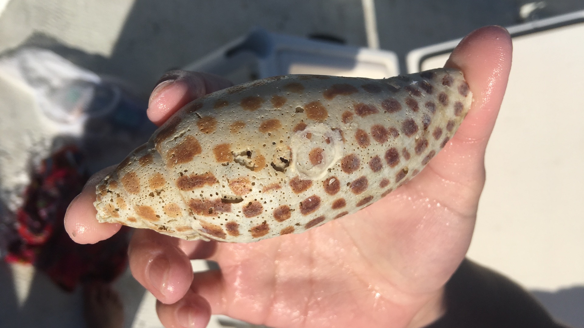 A Junonia shell resting beside a sand dollar