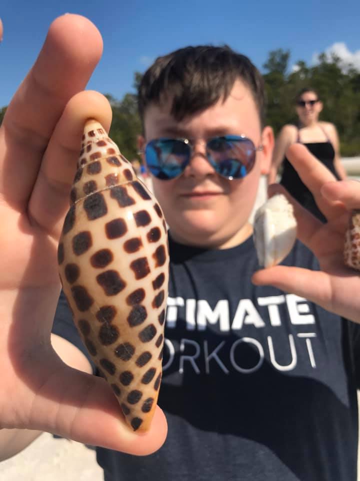 A perfect spotted Junonia shell