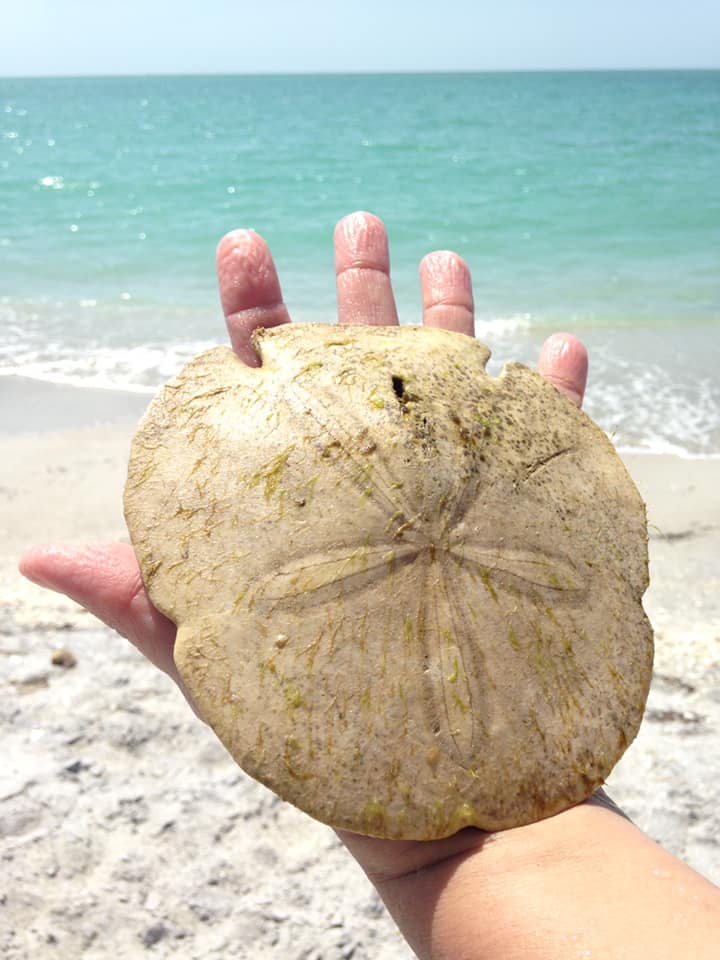 A whole sand dollar found on the beach