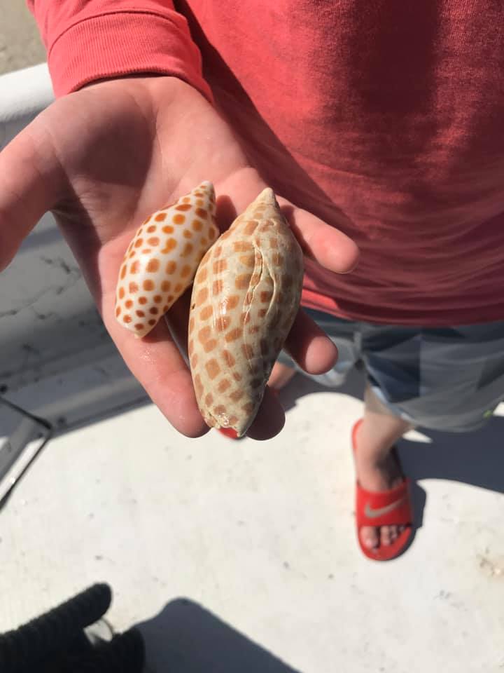 Two Junonia shells found near Marco Island
