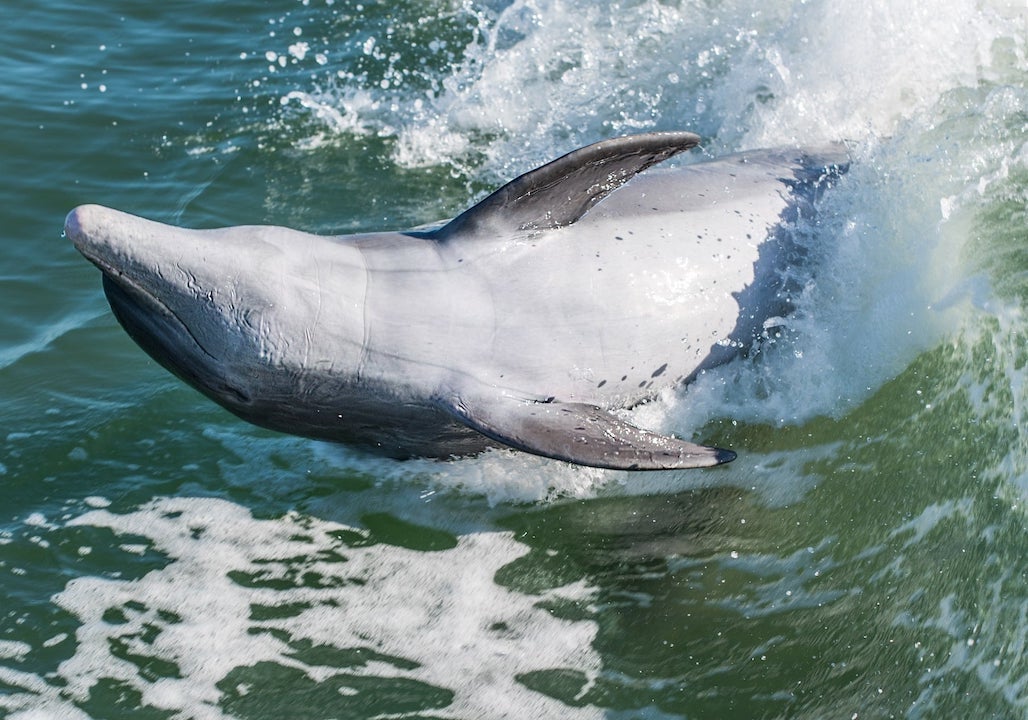 A close-up of a wild bottlenose dolphin