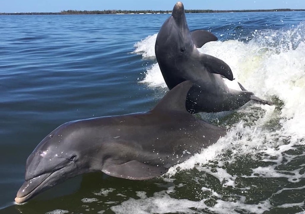 A dolphin jumping out of the water