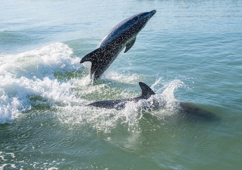 A wild dolphin leaping clear of the water off Marco Island