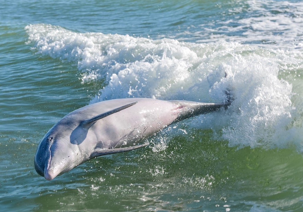 A dolphin playing alongside the boat