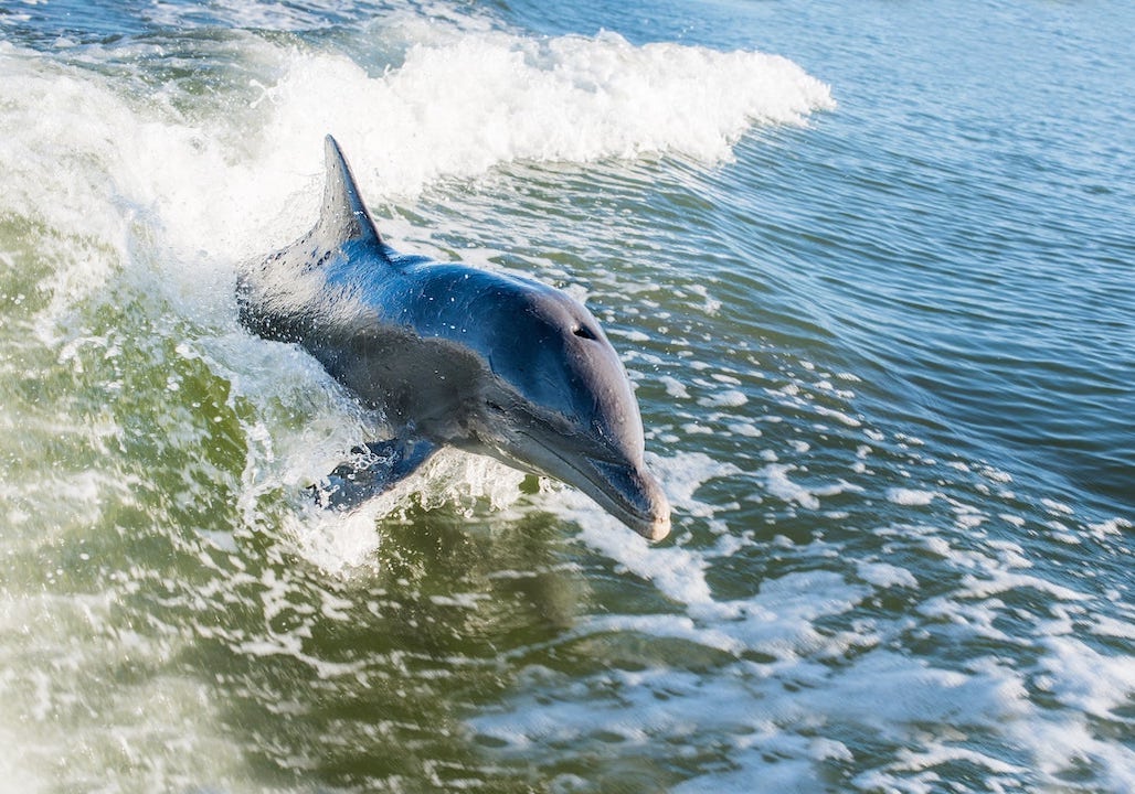 A dolphin cruising behind the boat