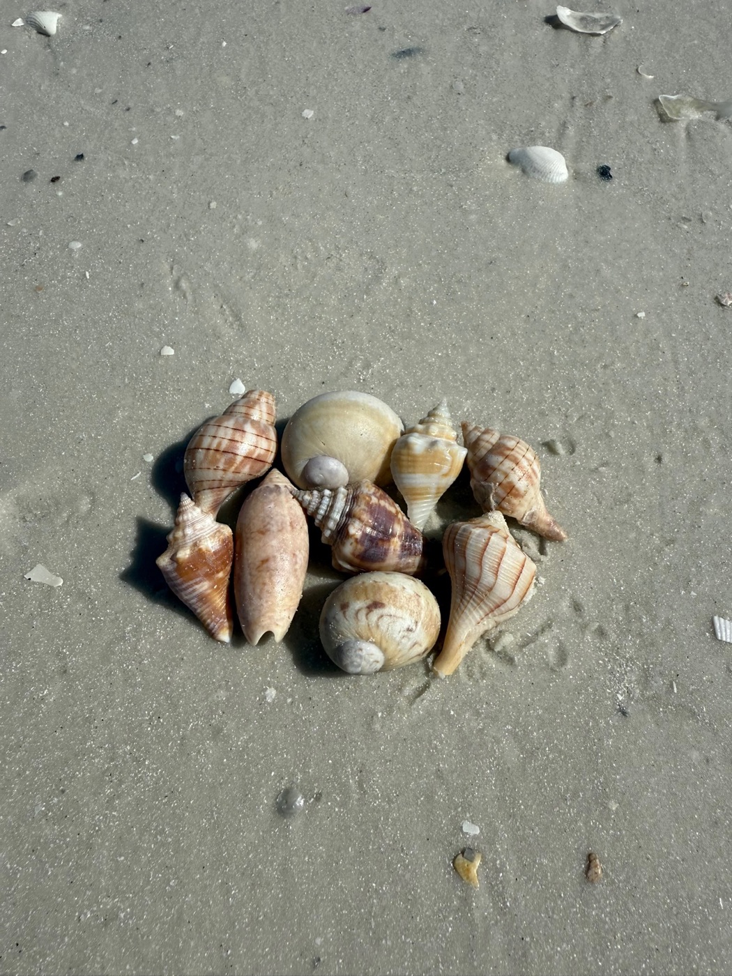 A morning's finds gathered together on wet sand: conchs, olives, whelks and a moon snail