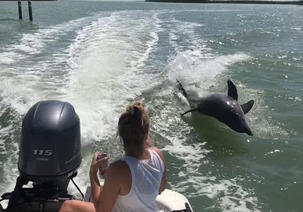 A wild dolphin surfacing beside guests on the cruise out to the islands